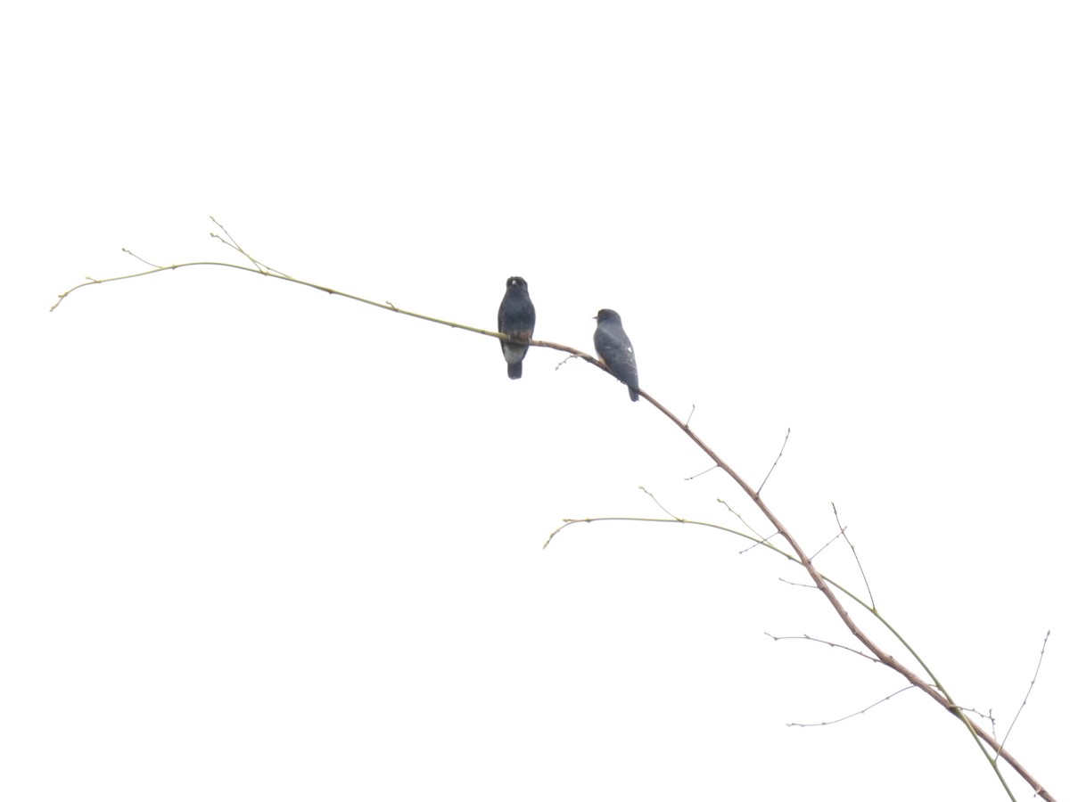 ツバメオオガシラ - ML645719584