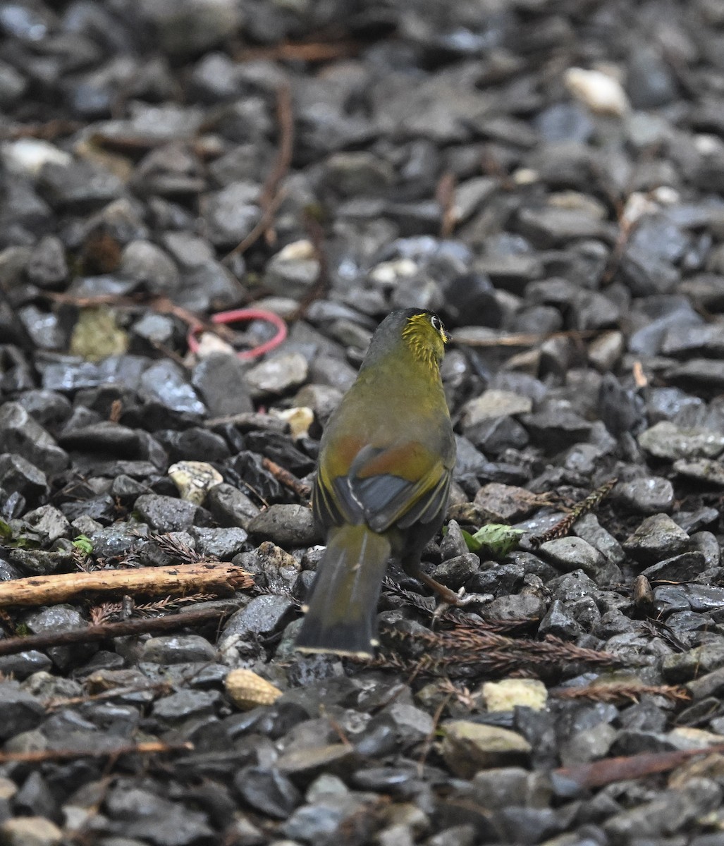 Taiwan Liocichla - ML645719588