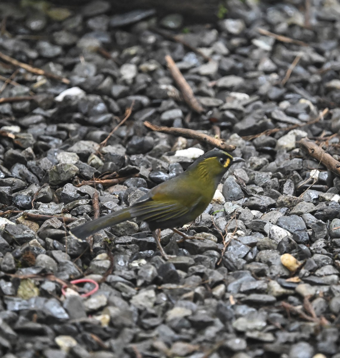 Taiwan Liocichla - ML645719589