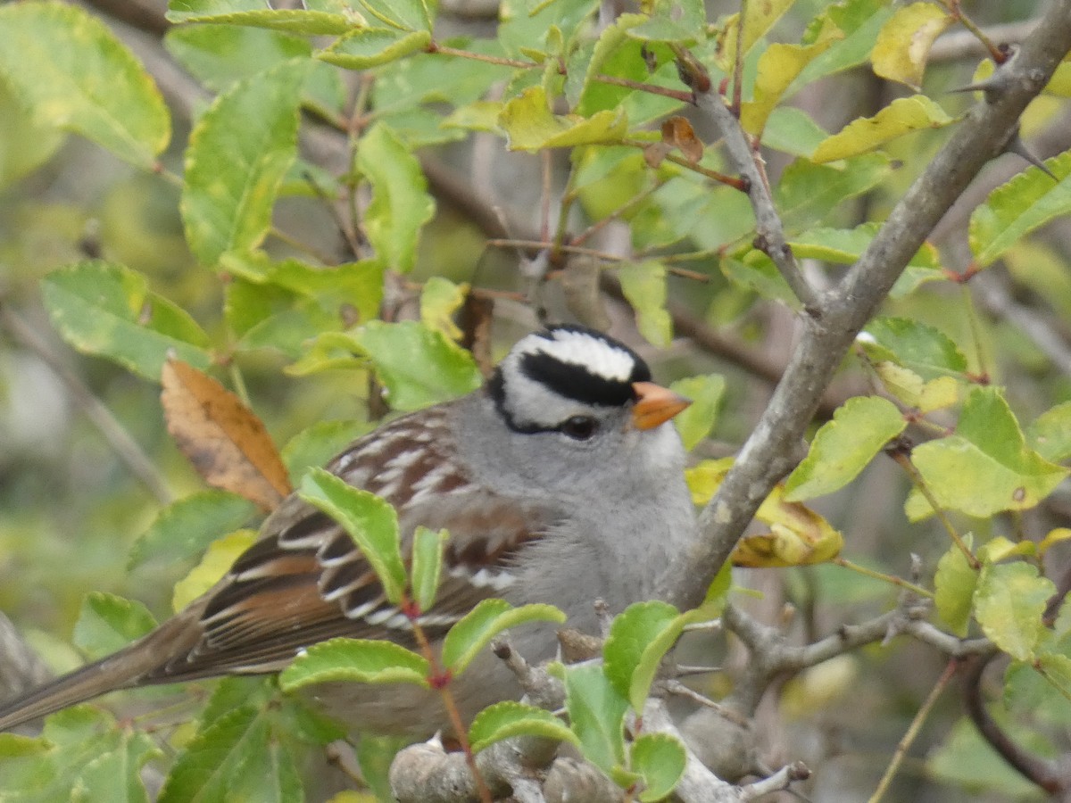 White-crowned Sparrow - ML645719598
