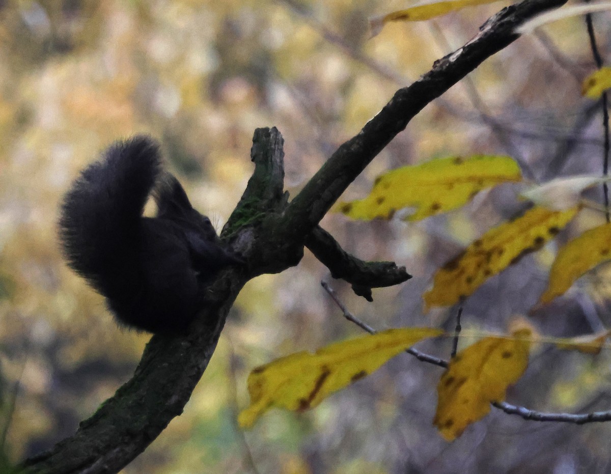 Eurasian Red Squirrel - ML645719601