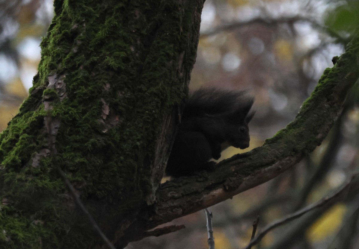 Eurasian Red Squirrel - ML645719602