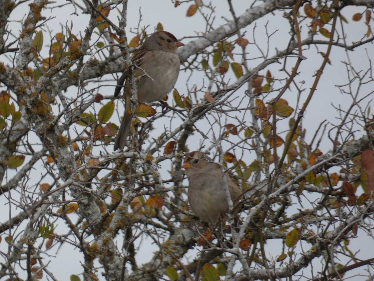 White-crowned Sparrow - ML645719606