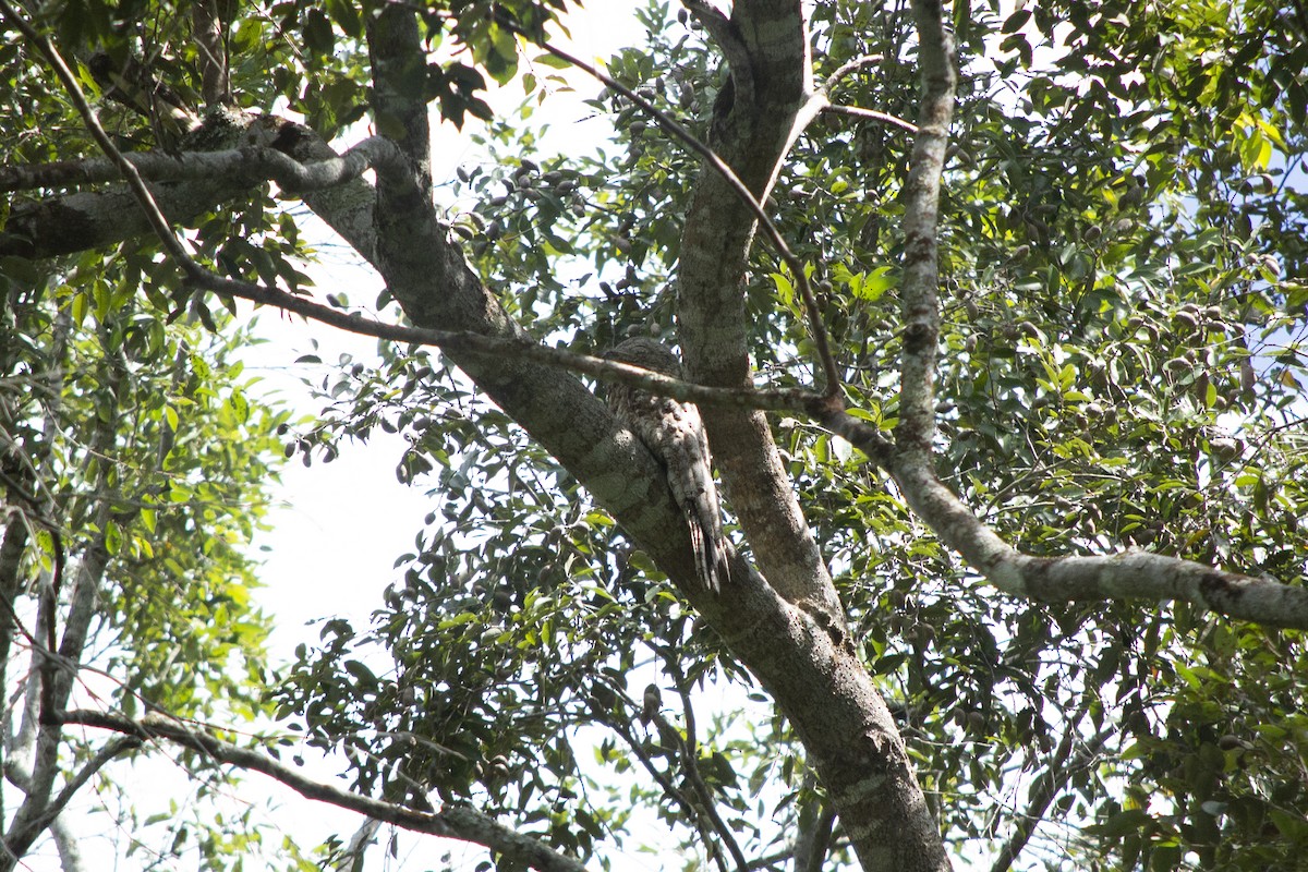 Great Potoo - ML645719612