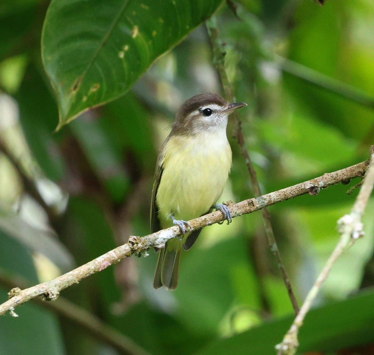 Brown-capped Vireo - ML645719627