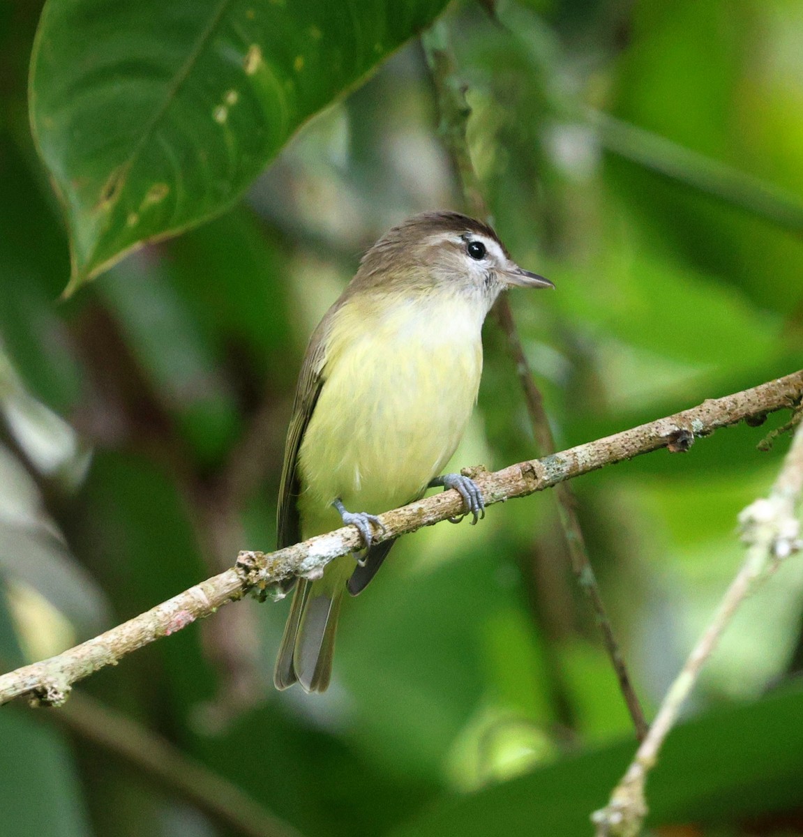 Brown-capped Vireo - ML645719628