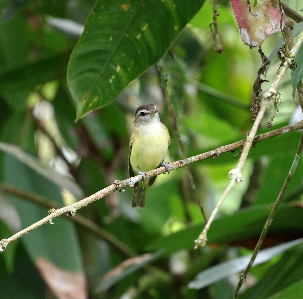Brown-capped Vireo - ML645719629