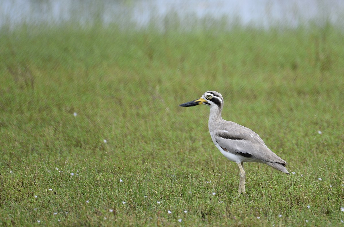 כרוון ענק - ML645719647