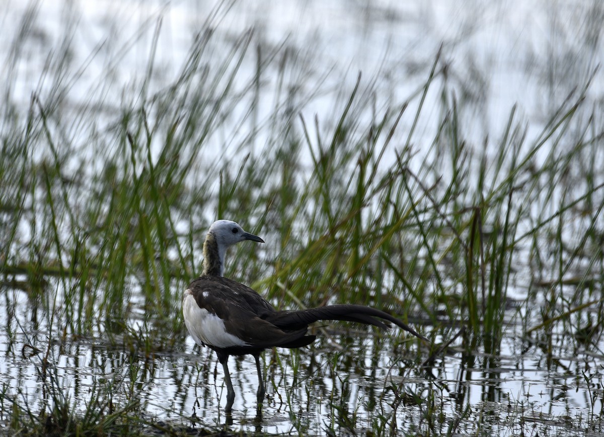 ז'קנה זנבתנית - ML645719668