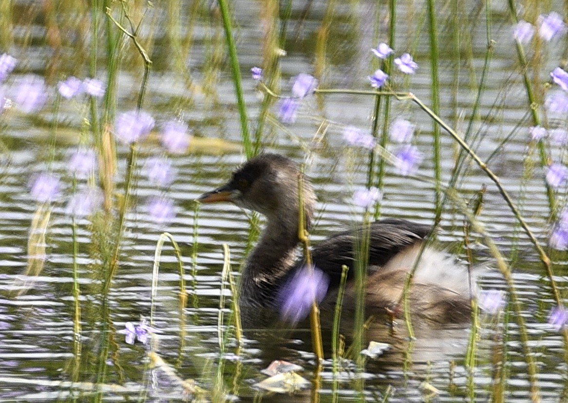 טבלן גמדי - ML645719676