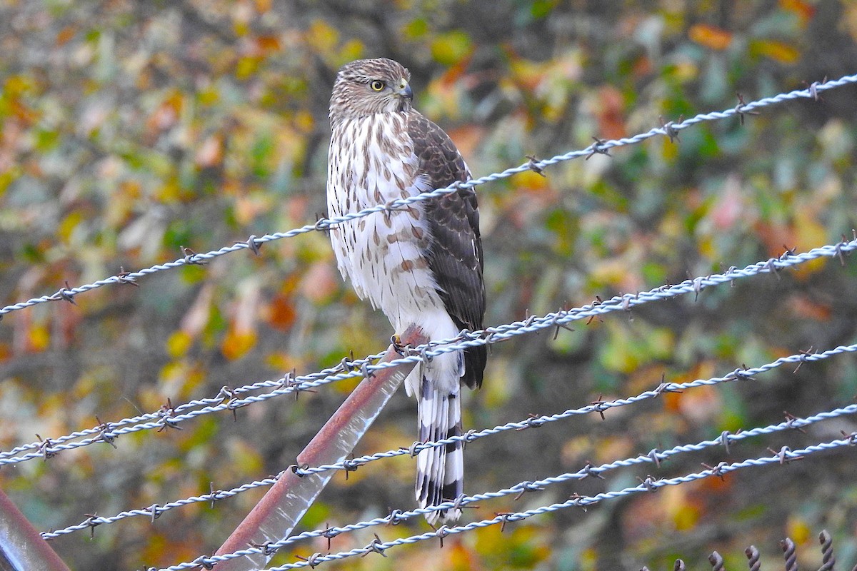 Cooper's Hawk - ML645719689