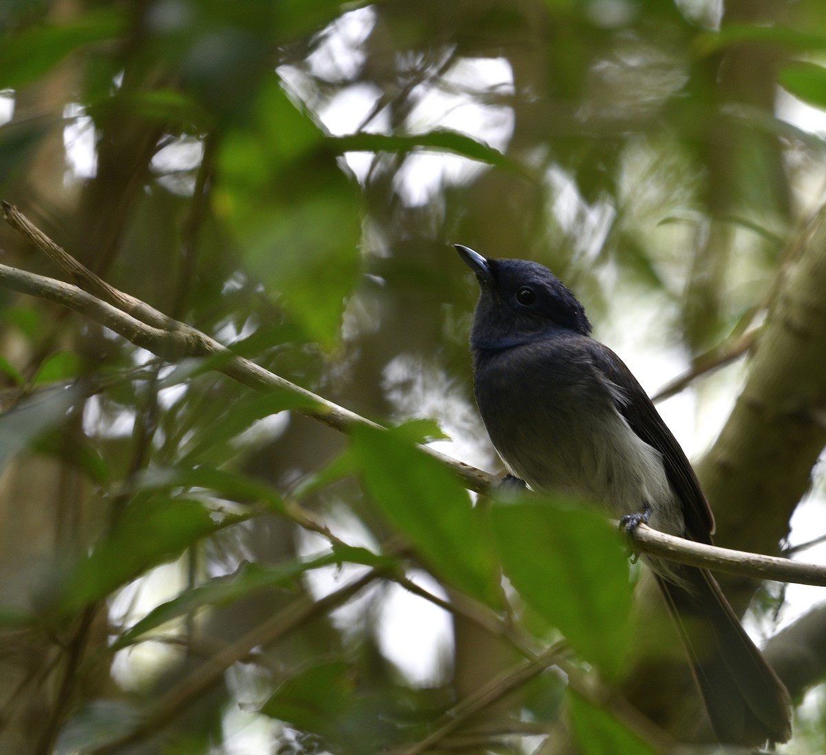 Black-naped Monarch - ML645719693