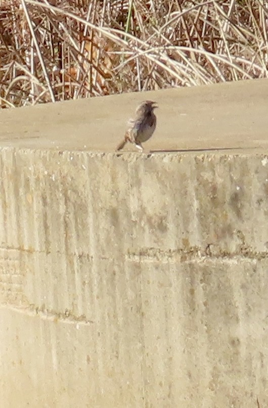 Song Sparrow - ML645719709