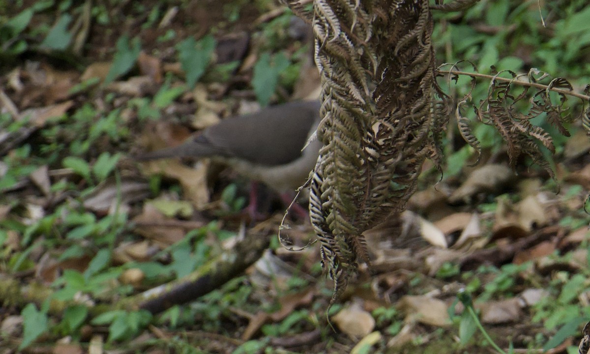 White-tipped Dove - ML645719713