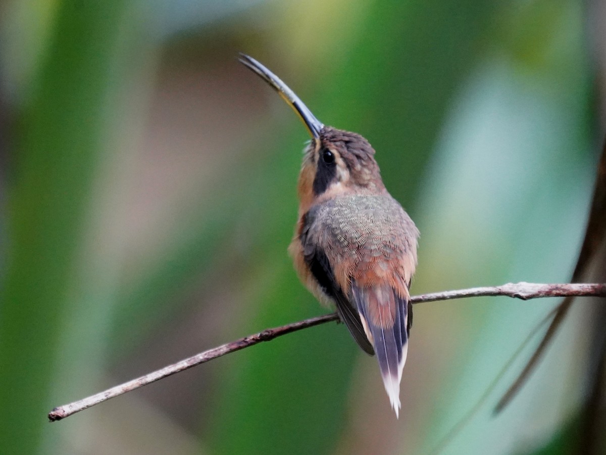 gråstrupeeremitt - ML645719718