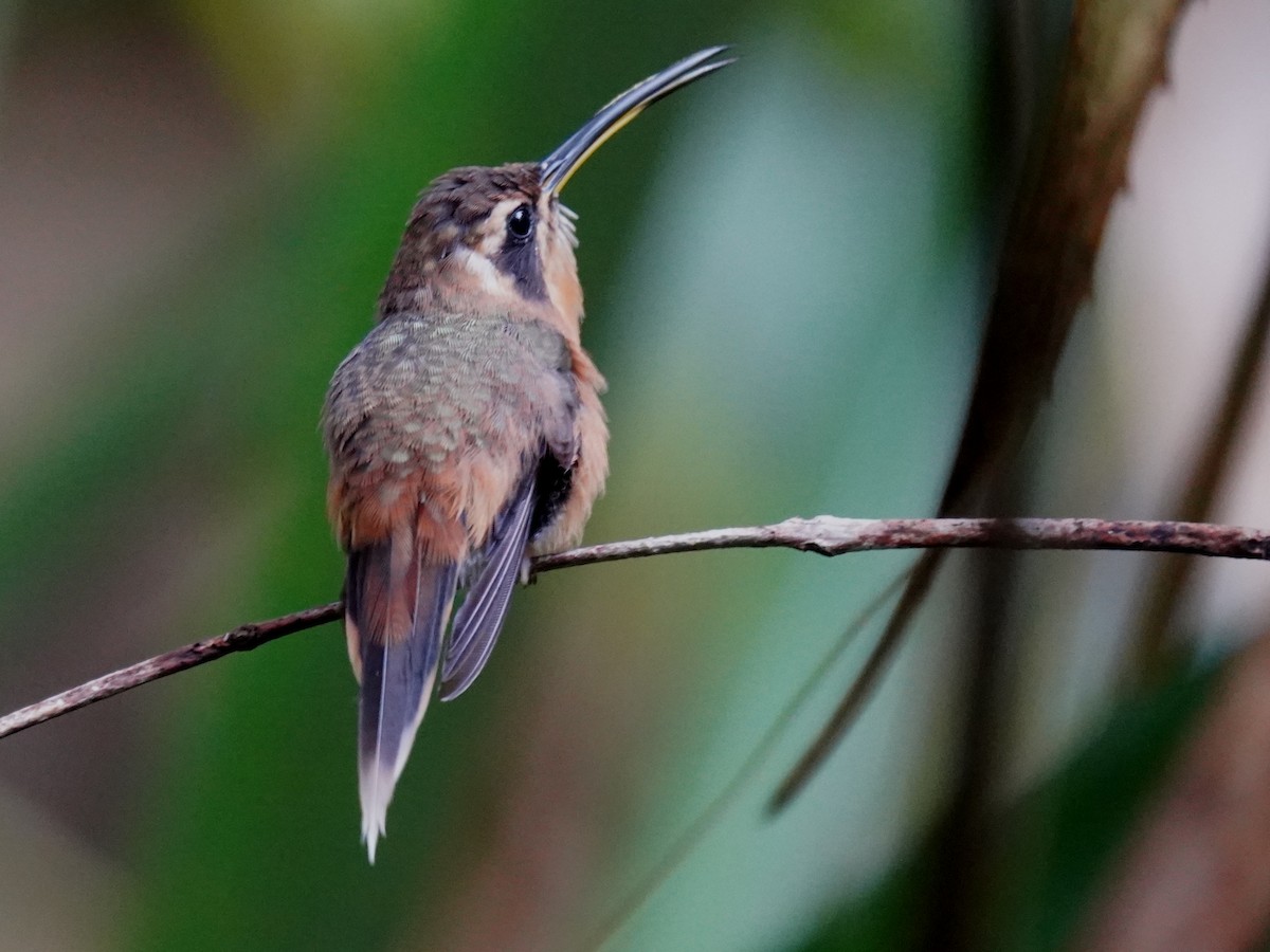 gråstrupeeremitt - ML645719719