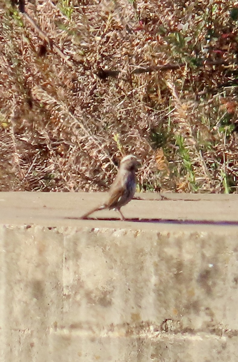 Song Sparrow - ML645719740