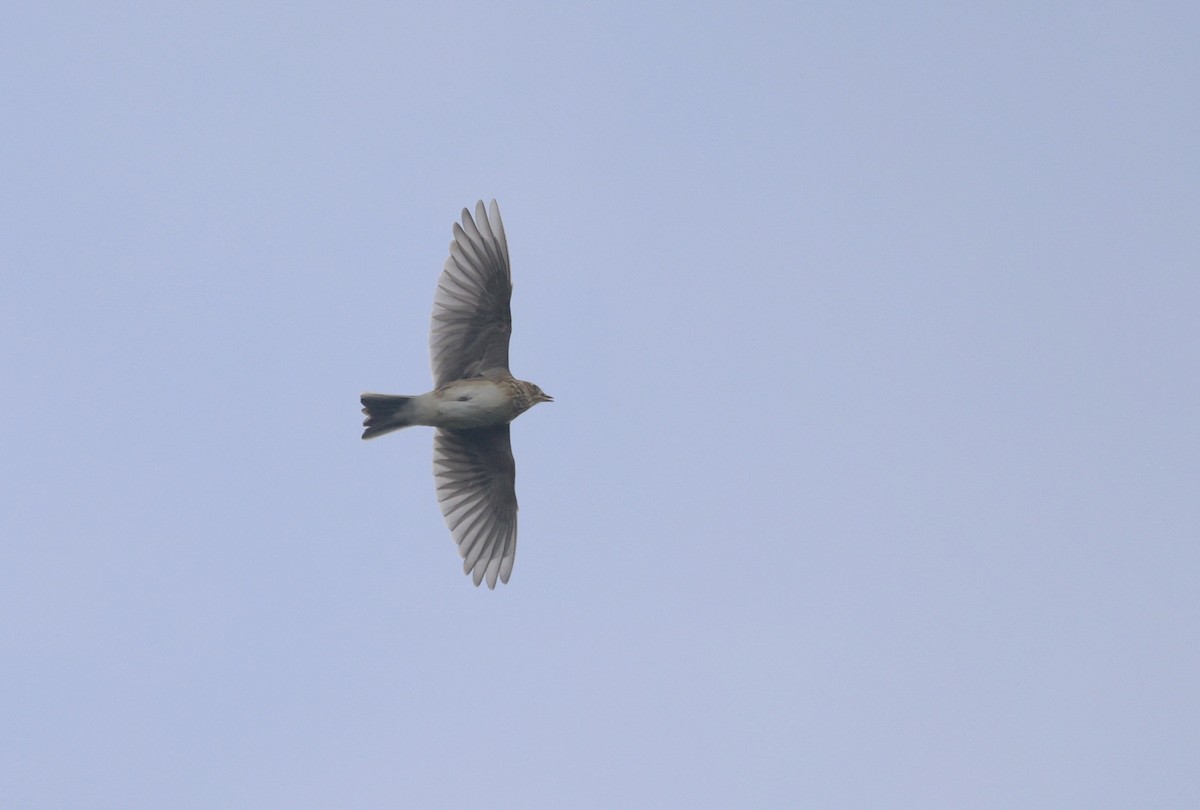 Eurasian Skylark - ML645719742