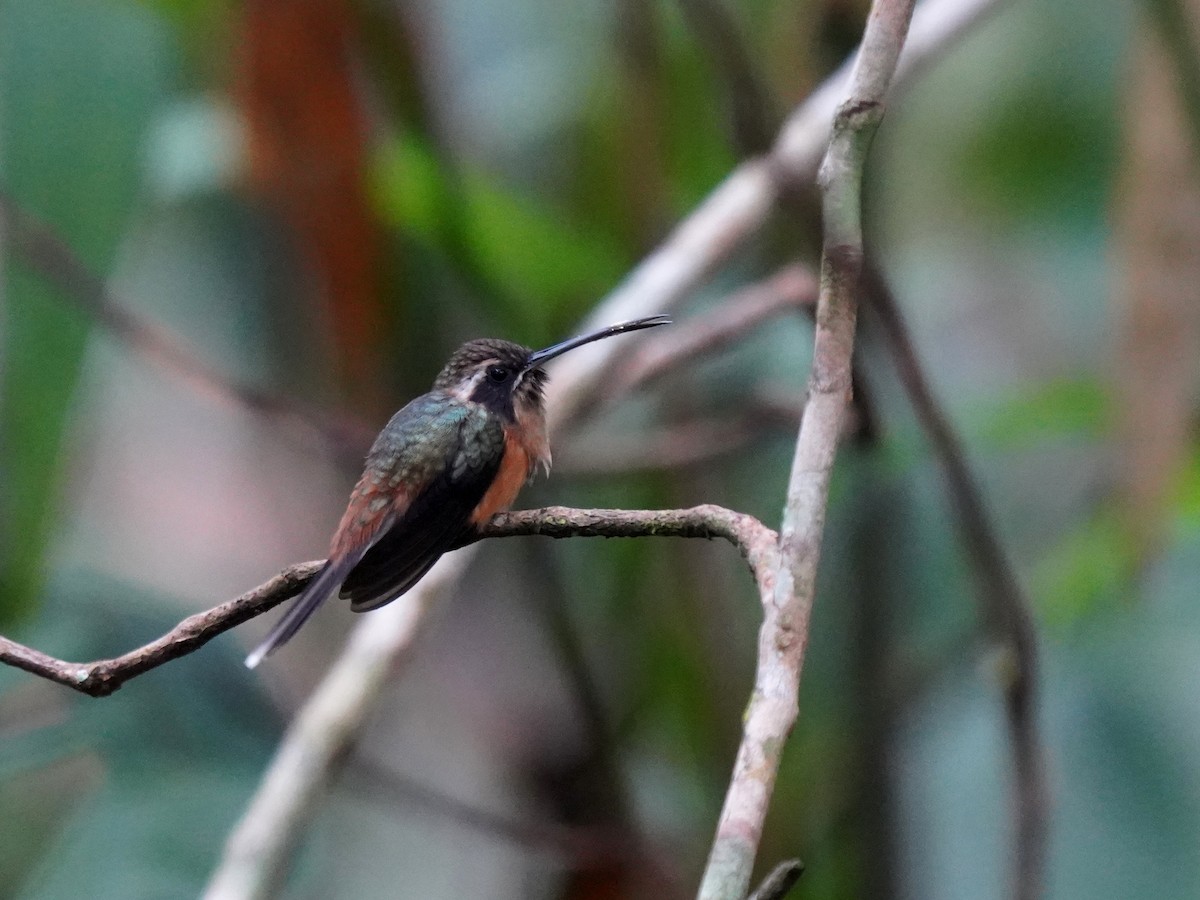 Black-throated Hermit - ML645719750