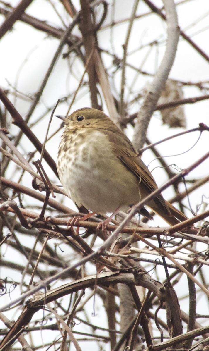 Hermit Thrush - ML645719752