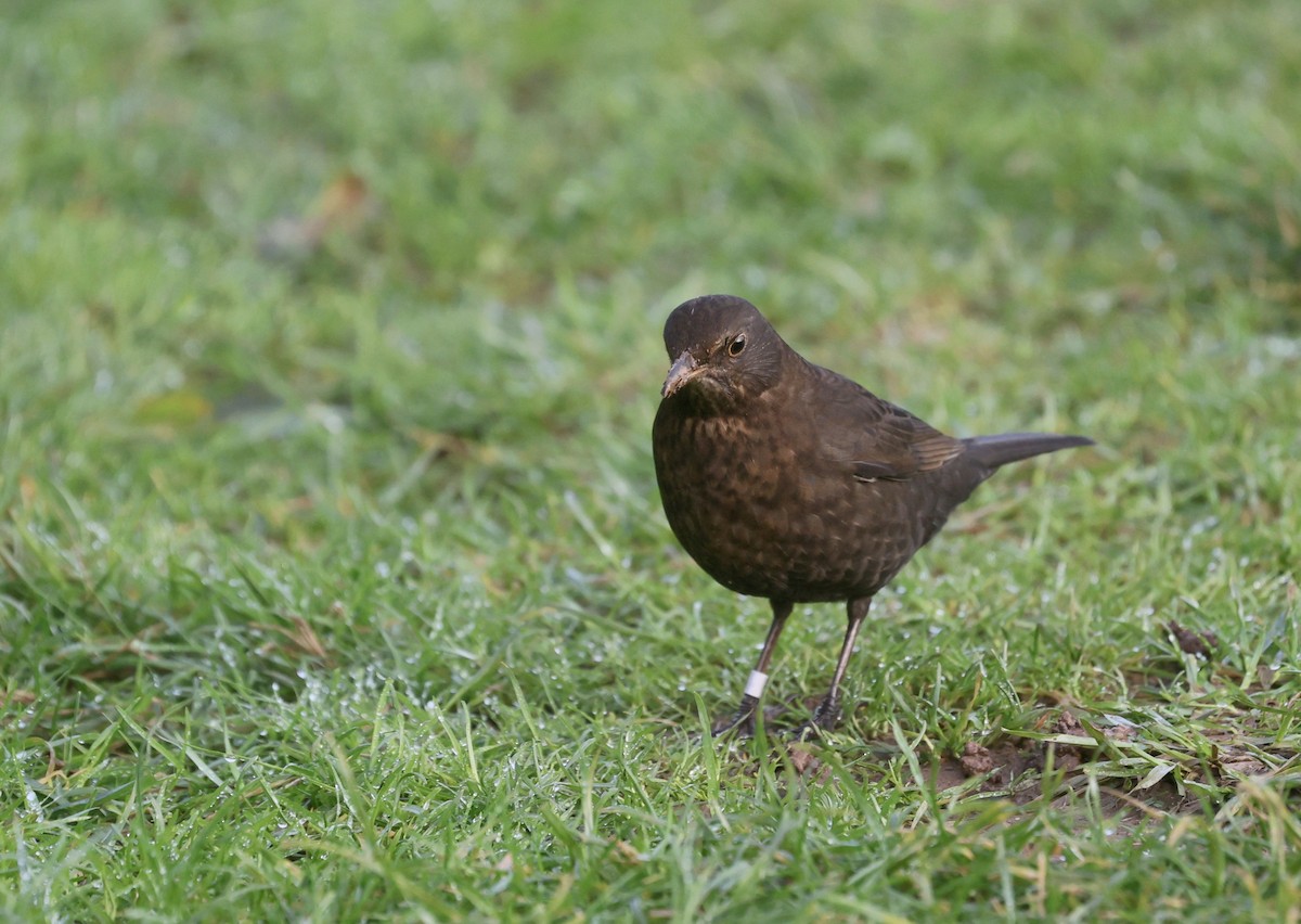 Eurasian Blackbird - ML645719753