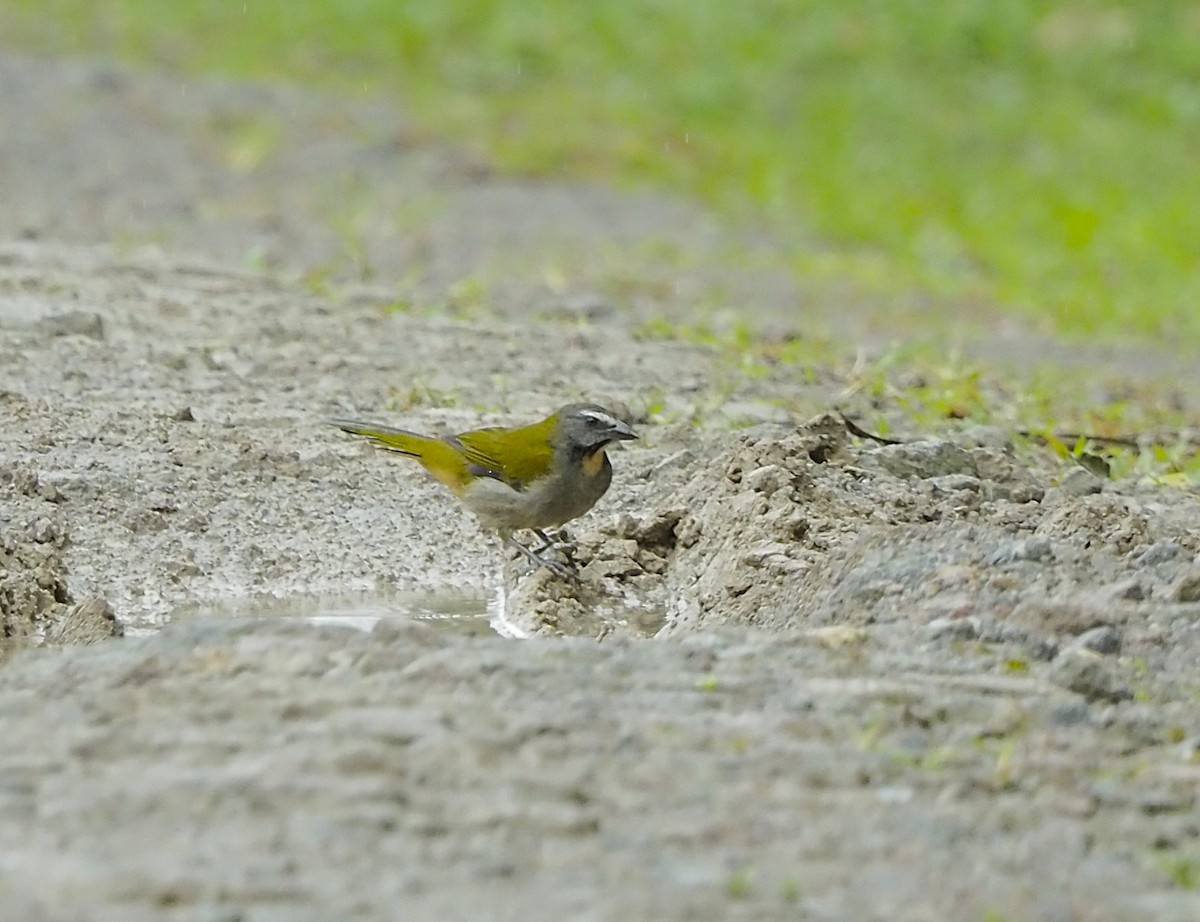 Buff-throated Saltator - ML645719755