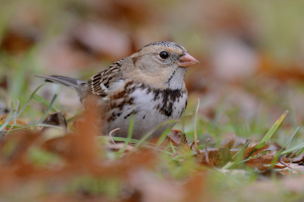 Harris's Sparrow - ML645719756