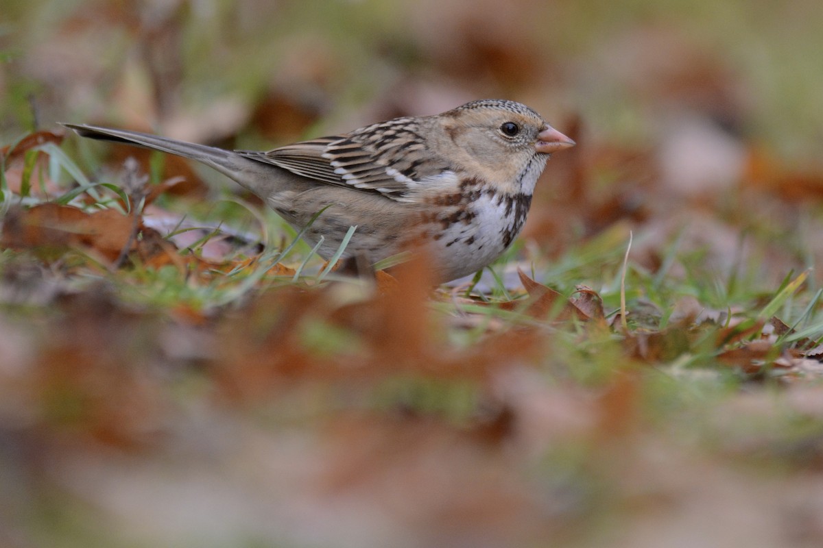 Harris's Sparrow - ML645719757
