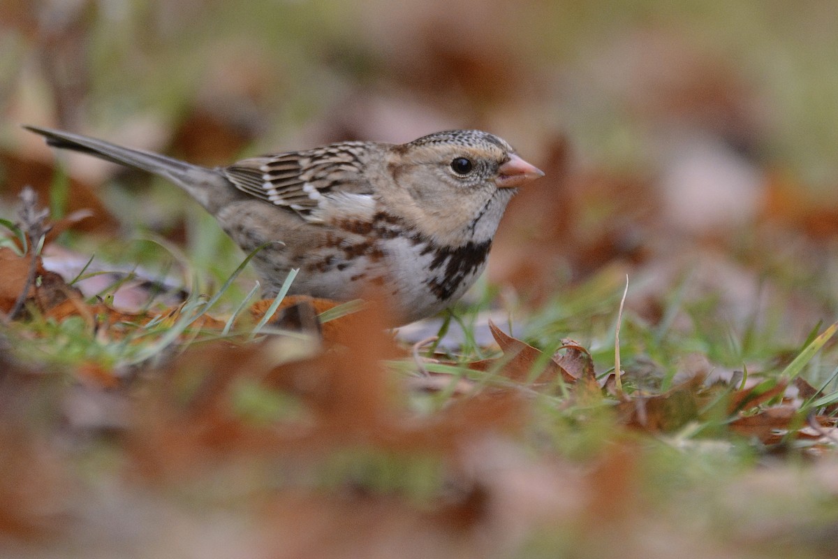 Harris's Sparrow - ML645719758
