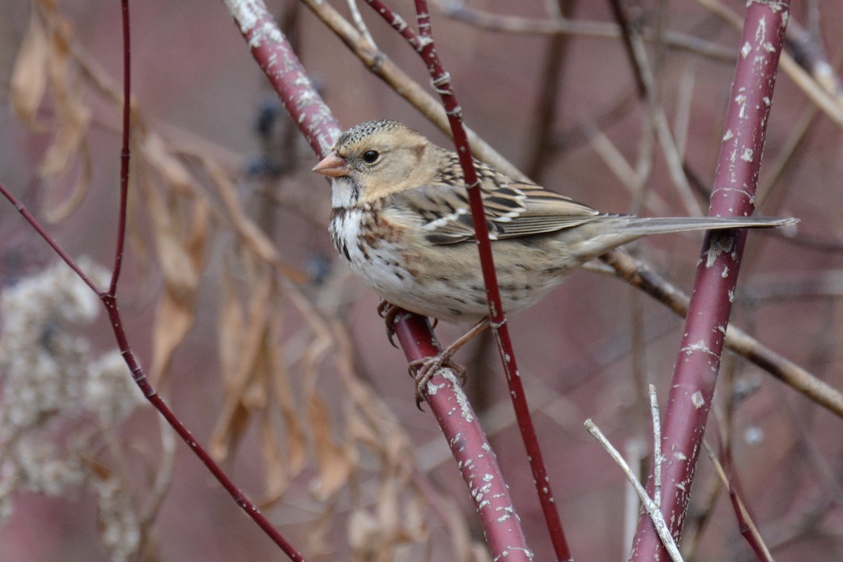 Harris's Sparrow - ML645719759