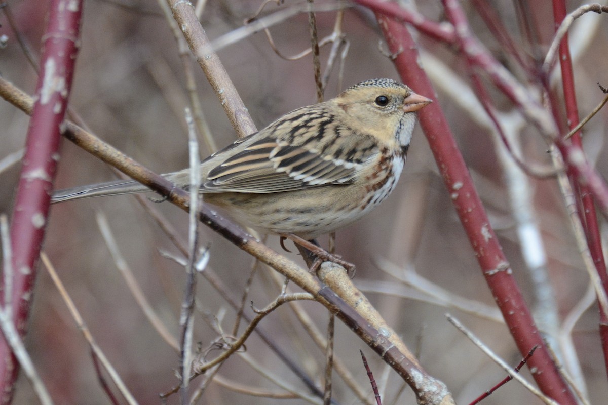 Harris's Sparrow - ML645719760