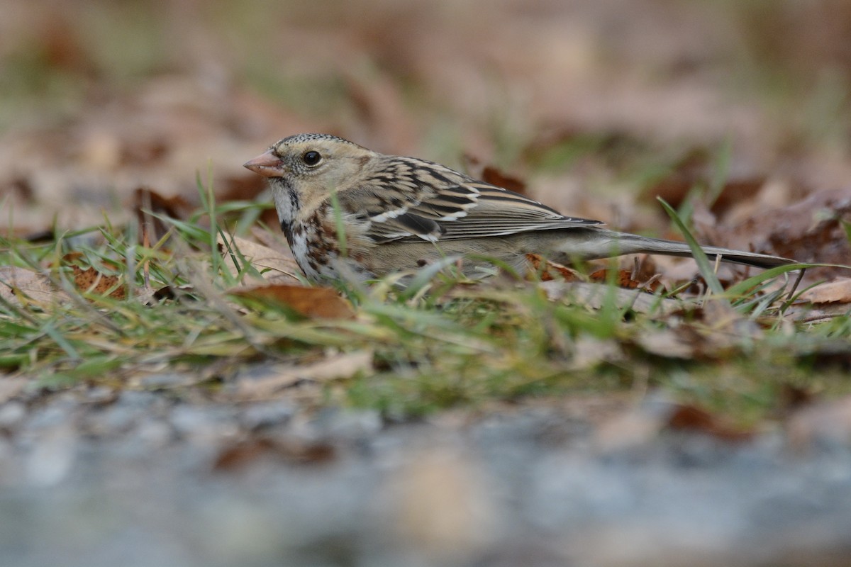 Harris's Sparrow - ML645719761
