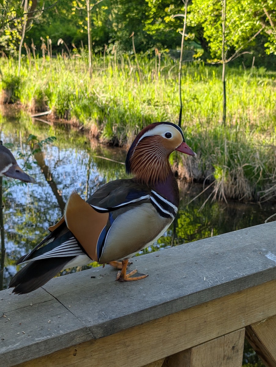 Mandarin Duck - ML645719762
