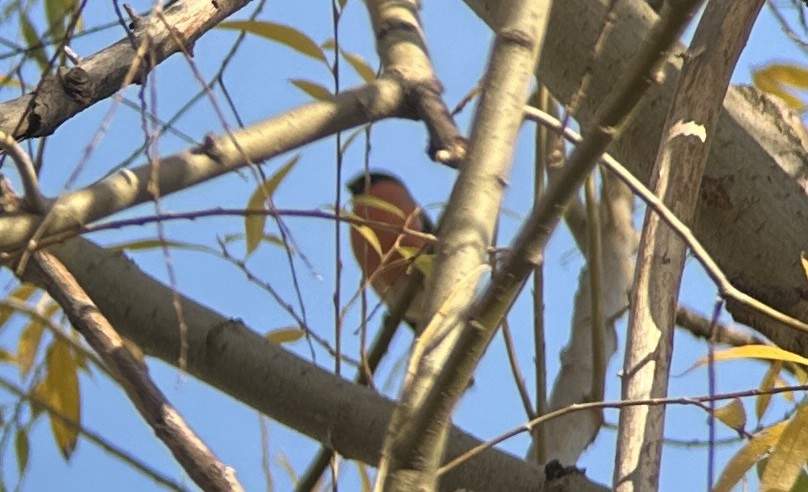 Eurasian Bullfinch - ML645719763