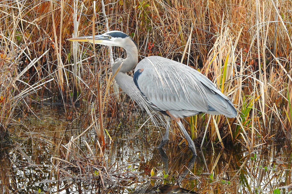 Great Blue Heron - ML645719765