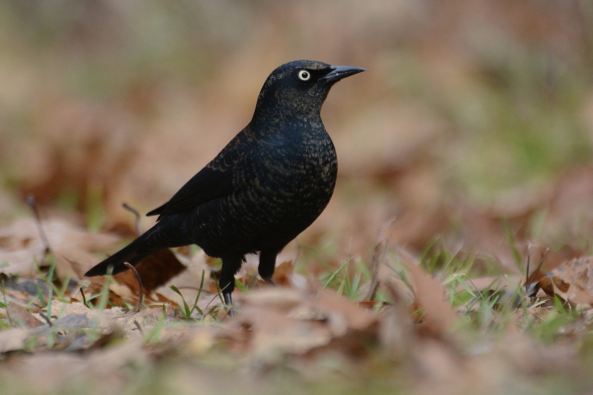 Rusty Blackbird - ML645719767