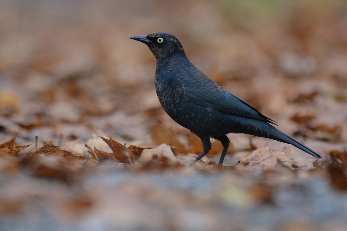 Rusty Blackbird - ML645719768
