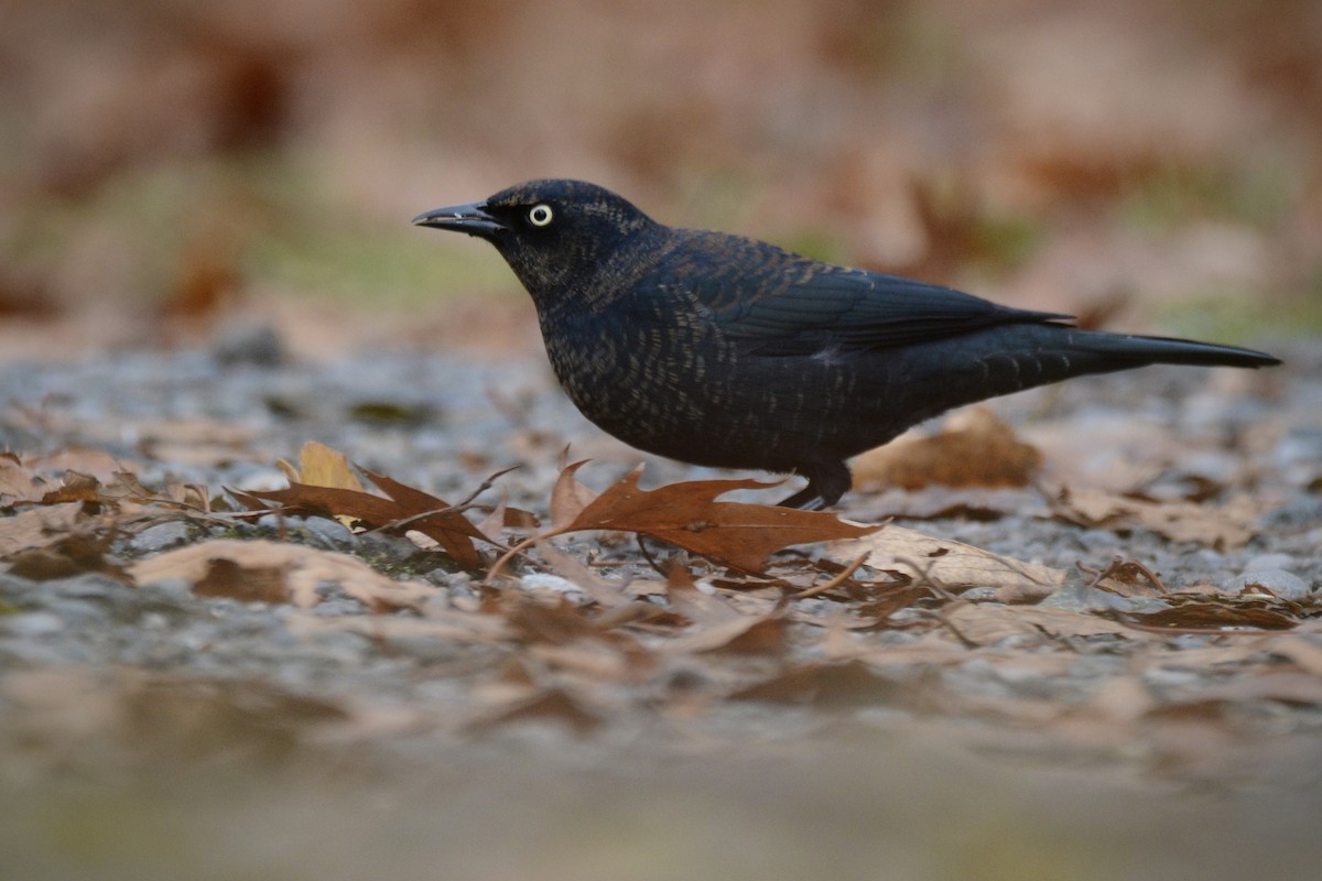 Rusty Blackbird - ML645719769