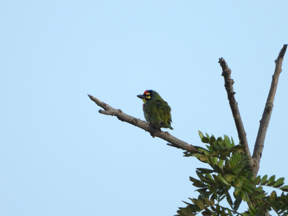Coppersmith Barbet - ML645719770