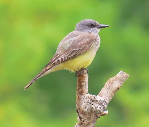 Western Kingbird - ML645719772