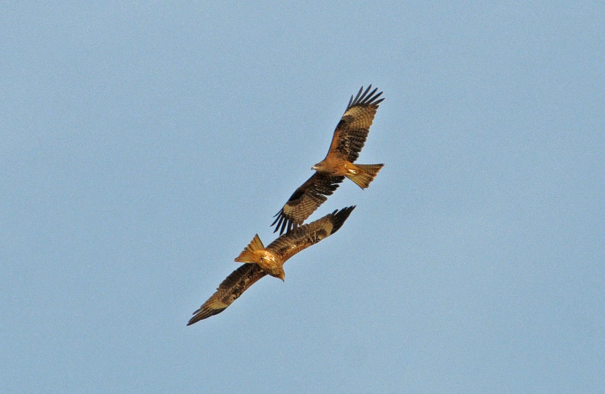 Black Kite - ML645719773