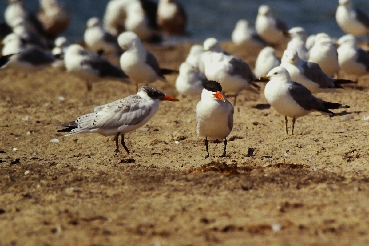 Caspian Tern - ML645719776