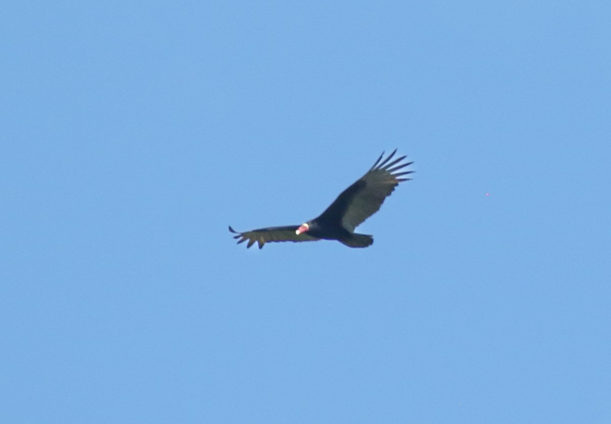 Turkey Vulture - ML645719777