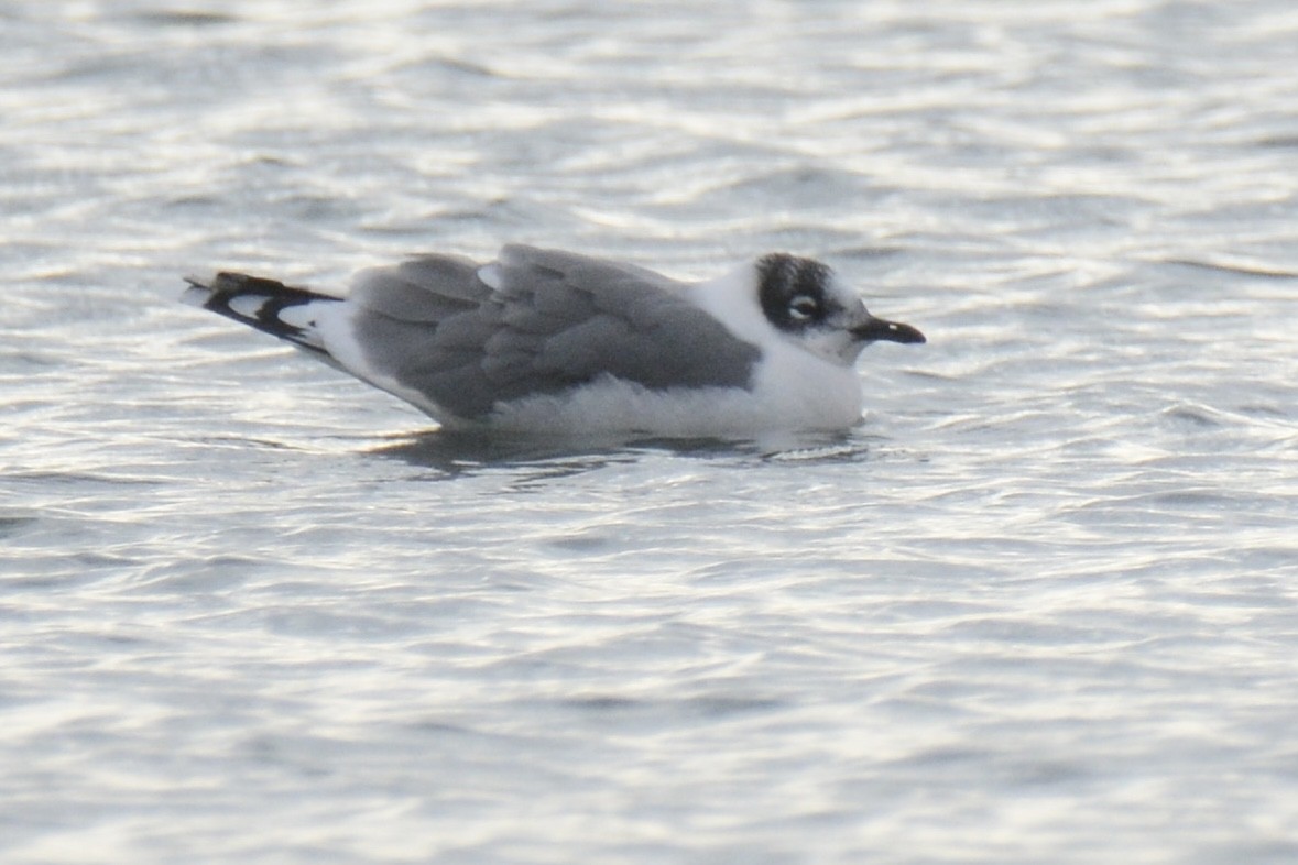 Franklin's Gull - ML645719781