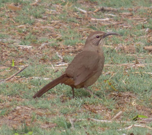 California Thrasher - ML645719787