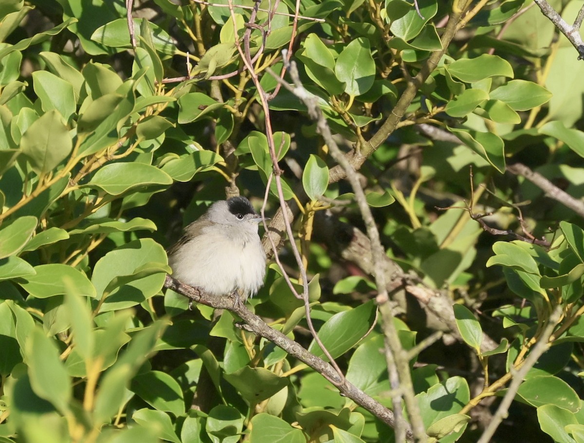 Eurasian Blackcap - ML645719797
