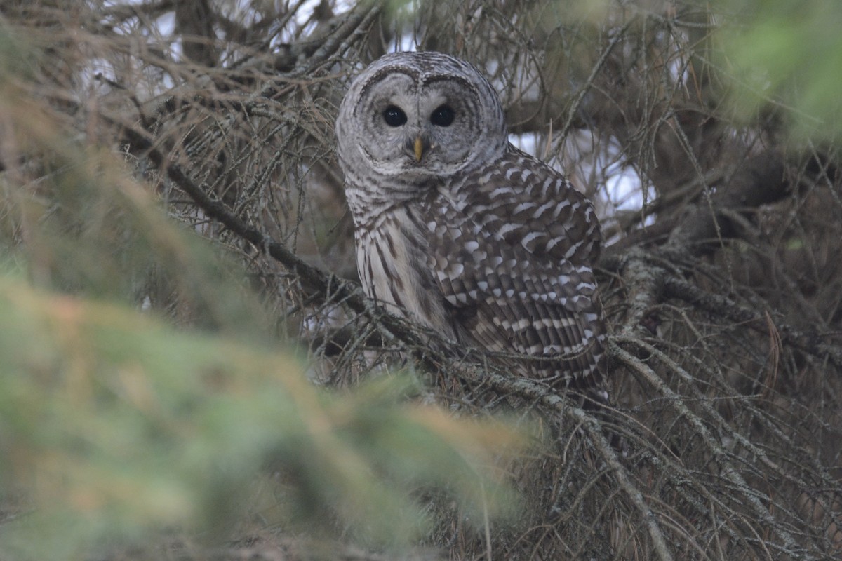 Barred Owl - ML645719800