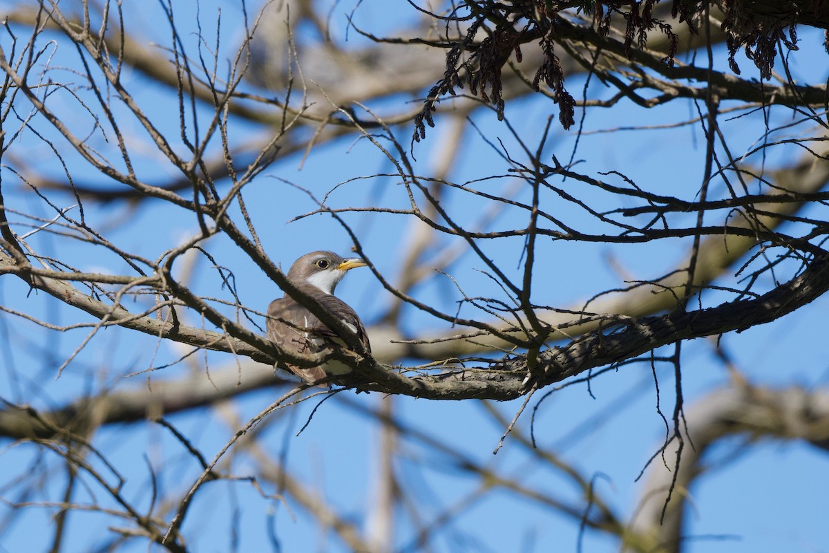 Yellow-billed Cuckoo - ML645719804