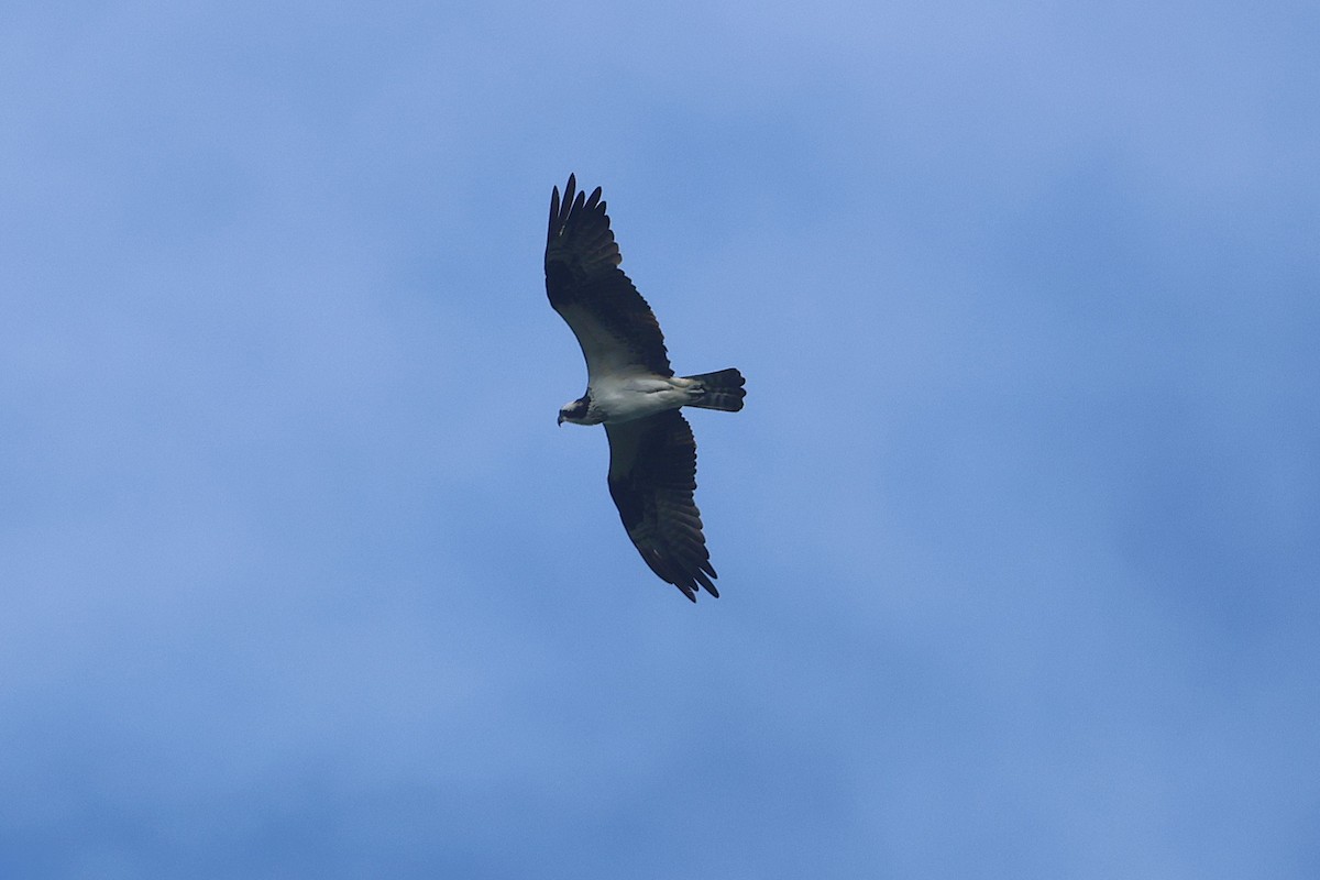 Osprey - ML645719809