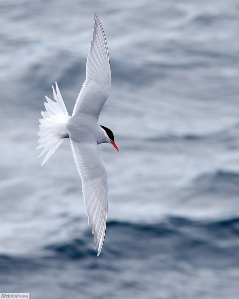 Antarctic Tern - ML645719813